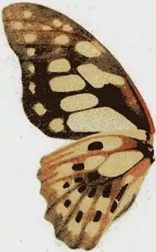 Ilustração de G. cyrnus, asa direita - vista inferior; retirada da obra Fauna Africana (1910), por Adalbert Seitz.