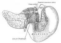 O pâncreas e o duodeno vistos de trás.