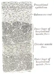 Secção da parede da bexiga