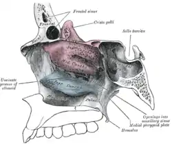 Parede lateral da cavidade nasal.