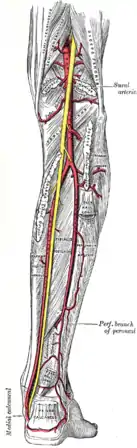 As artérias poplítea, tibial posterior e fibular.