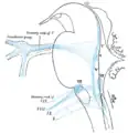 Representação esquemática dos núcleos terminais primários dos nervos cranianos aferentes (sensoriais); visão lateral.