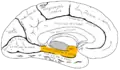 Superfície medial do hemisfério cerebral esquerdo. Giro para-hipocampal mostrado em laranja.