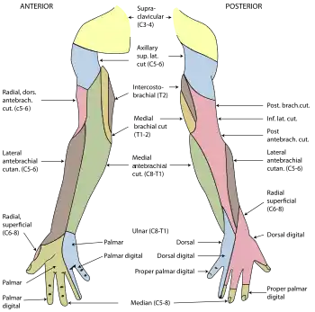 Diagrama da distribuição dos nervos cutâneos na extremidade superior direita.