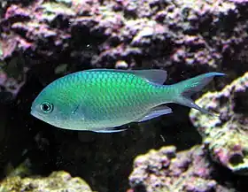 Chromis viridis