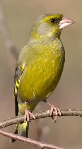 Carduelis chlorisVerdilhão