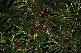 Guamirim com frutos (Myrcia rostrata).