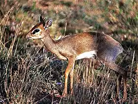 Dik-dik-de-günther na Reserva Nacional Samburu, Quênia