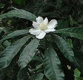 Gustavia hexapetala na Amazônia colombiana