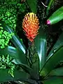 Guzmania conifera