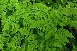 Gymnocarpium dryopteris eestis.