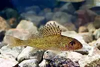 Eurasian Ruffe (Gymnocephalus cernuus)
