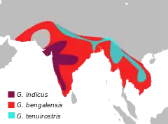 Mapa de distribuição (em roxo)