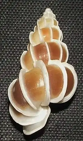 Vista superior da concha de G. commutata. Espécime coletado na península do Sinai.