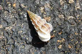 Uma concha de Gyroscala commutata (Monterosato, 1877); espécime proveniente do Mediterrâneo francês. Espécie-tipo do gênero Gyroscala.