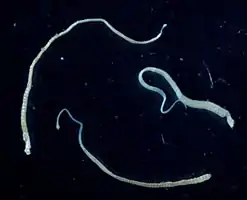 Hymenolepis nana adulta.