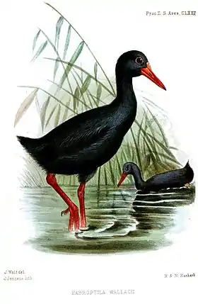 Adulto por Joseph Wolf, 1859