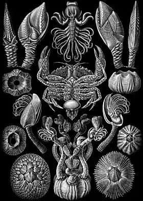 "Cirripedia" de Ernst Haeckel in Kunstformen der Natur (1904).