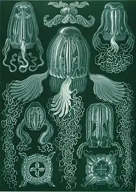 Os cubozoários de Ernst Haeckel, numa ilustração do livro Kunstformen der Natur