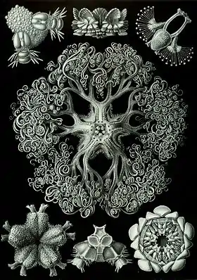 Ofiúros, por Haeckel, na sua Kunstformen der Natur