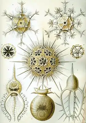 1. Phaeodaria