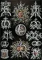 Gravura de Ernst Haeckel, de 1904, na sua Kunstformen der Natur (Formas artísticas da Natureza), mostrando radiolários da superfamília  Stephoidea.