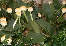 Haemanthus albiflorus