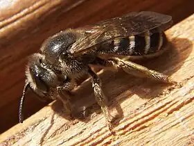 Andrena miserabilis