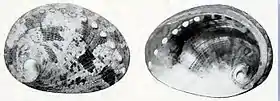 Duas vistas da concha de H. alfredensis.