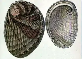 Desenho de H. australis, o segundo maior pāua (em vista superior e inferior), retirado de H.A. Pilsbry (1890) Manual of Conchology XII; Academy of Natural Sciences, Philadelphia, 1890; pl. 20 # 12, 13.