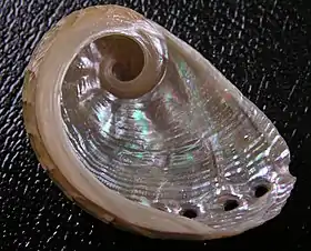 Concha de H. coccoradiata, vista por baixo.