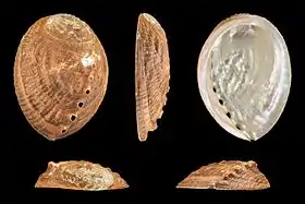 H. gigantea var. sieboldii