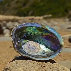 Vista inferior da concha de H. iris, mostrando sua iridescência.