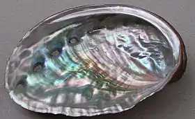 Concha de H. kamtschatkana, vista por baixo.