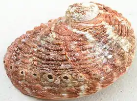 Concha de H. roei, com seus furos (tremata) voltados para o observador.