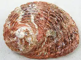 Concha de H. roei, vista por cima.