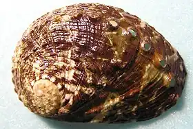 Exemplar de H. rugosa ssp. pustulata, visto por cima.