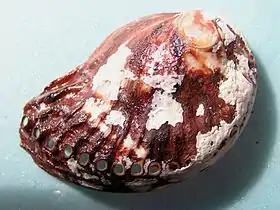 Concha de H. spadicea, vista por cima.