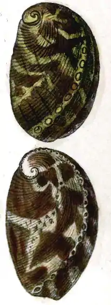 Desenho de conchas de H. speciosa, do oeste da África, atualmente denominadas H. tuberculata e muito confundidas com Haliotis alfredensis.