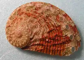 Relevo da superfície da concha de H. squamosa.