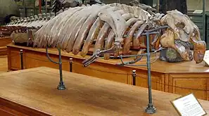 Fóssil de um Halitherium