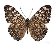 Hamadryas feronia, visão dorsal.