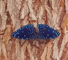 Adulto macho em Caetité, Bahia.