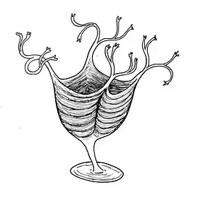 Haootia, um cnidário