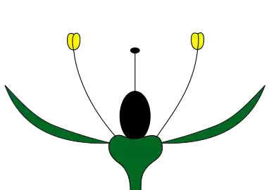 Perianto monoclamídeo apenas com cálice não-petaloide