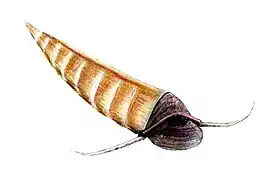 Haplophrentis, um hiolitídeo.