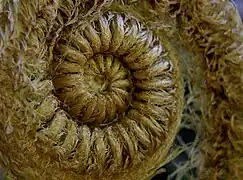 Cibotium glaucum (Hapu'u pulu) Hawaii