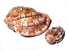 Fotografia com a vista superior de duas conchas de moluscos Harpidaeː Harpa major Röding, 1798 (maior) e Harpa amouretta Röding, 1798 (menor), encontradas no Indo-Pacífico.