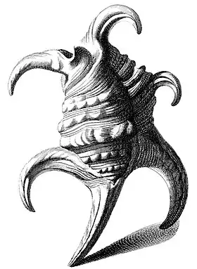 Uma ilustração da concha de Harpago chiragra (Linnaeus, 1758) proveniente da obra Testarum Conchyliorum (1742), de Niccolò Gualtieri.