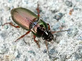 Harpalus Rubrides